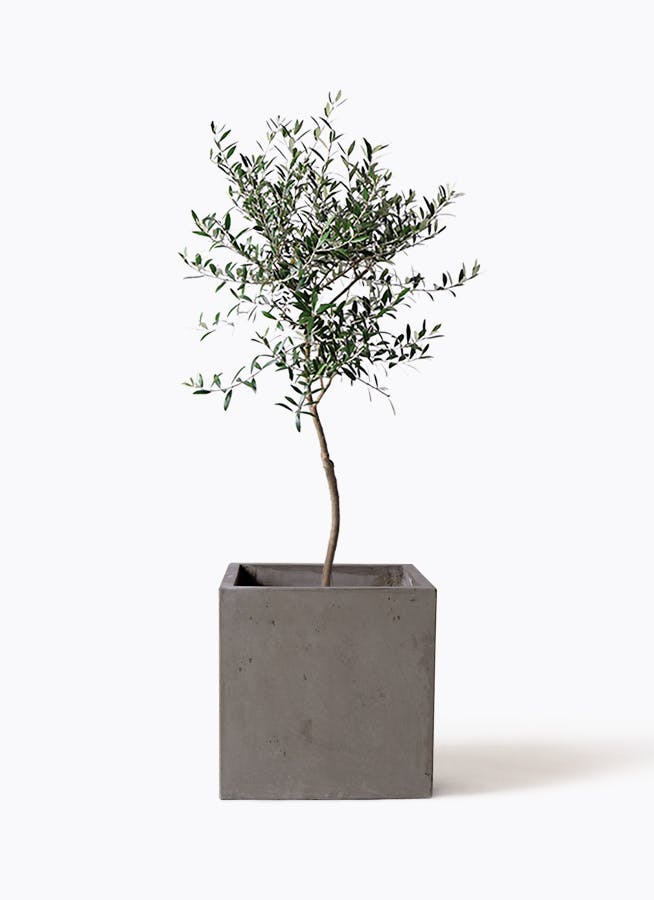 オリーブの木 7号 | 観葉植物 | 送料無料でお届け - Hitohana