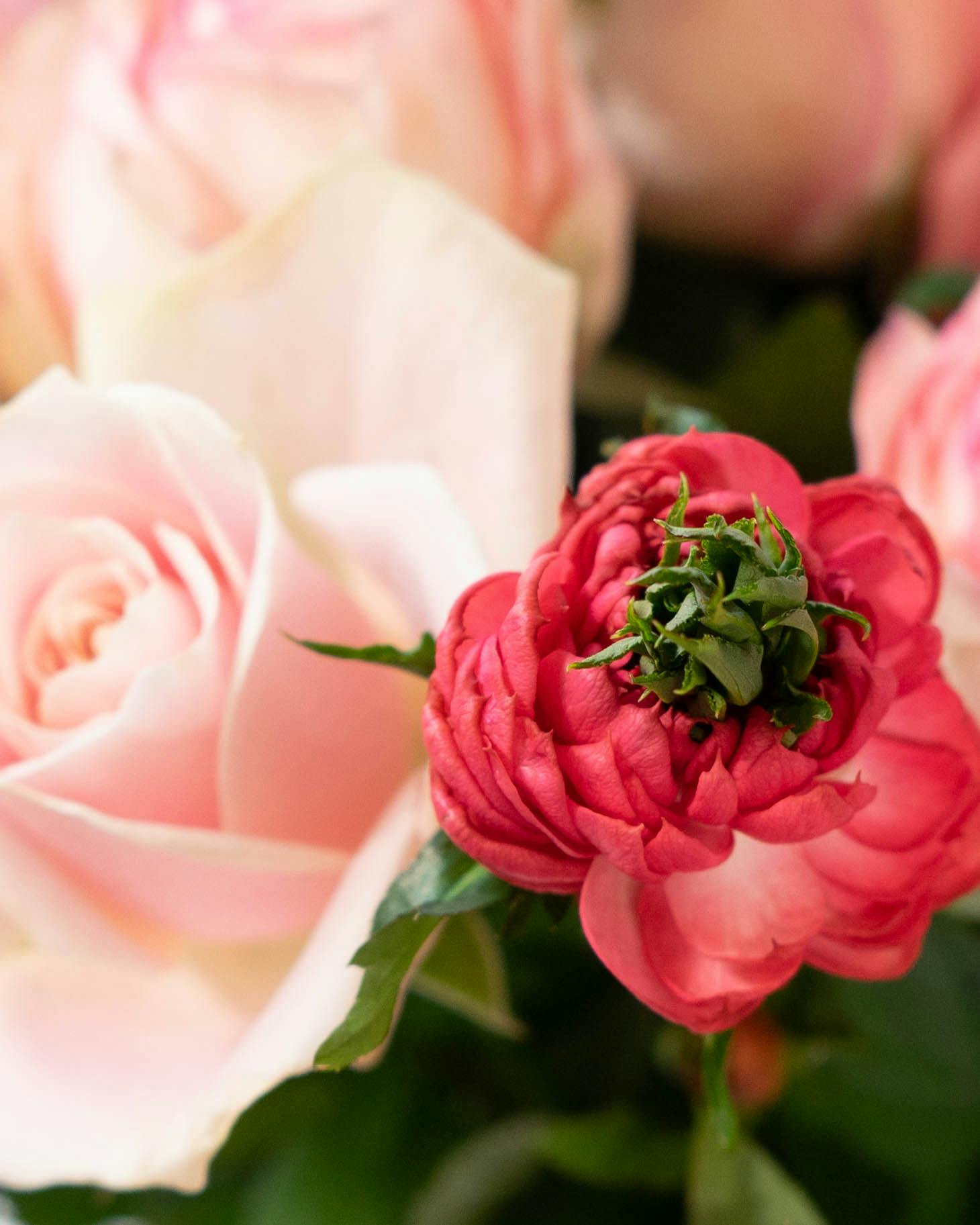 産地直送 バラ花束 ピンク系ミックス（30本入り）／愛知 榊原薔薇園