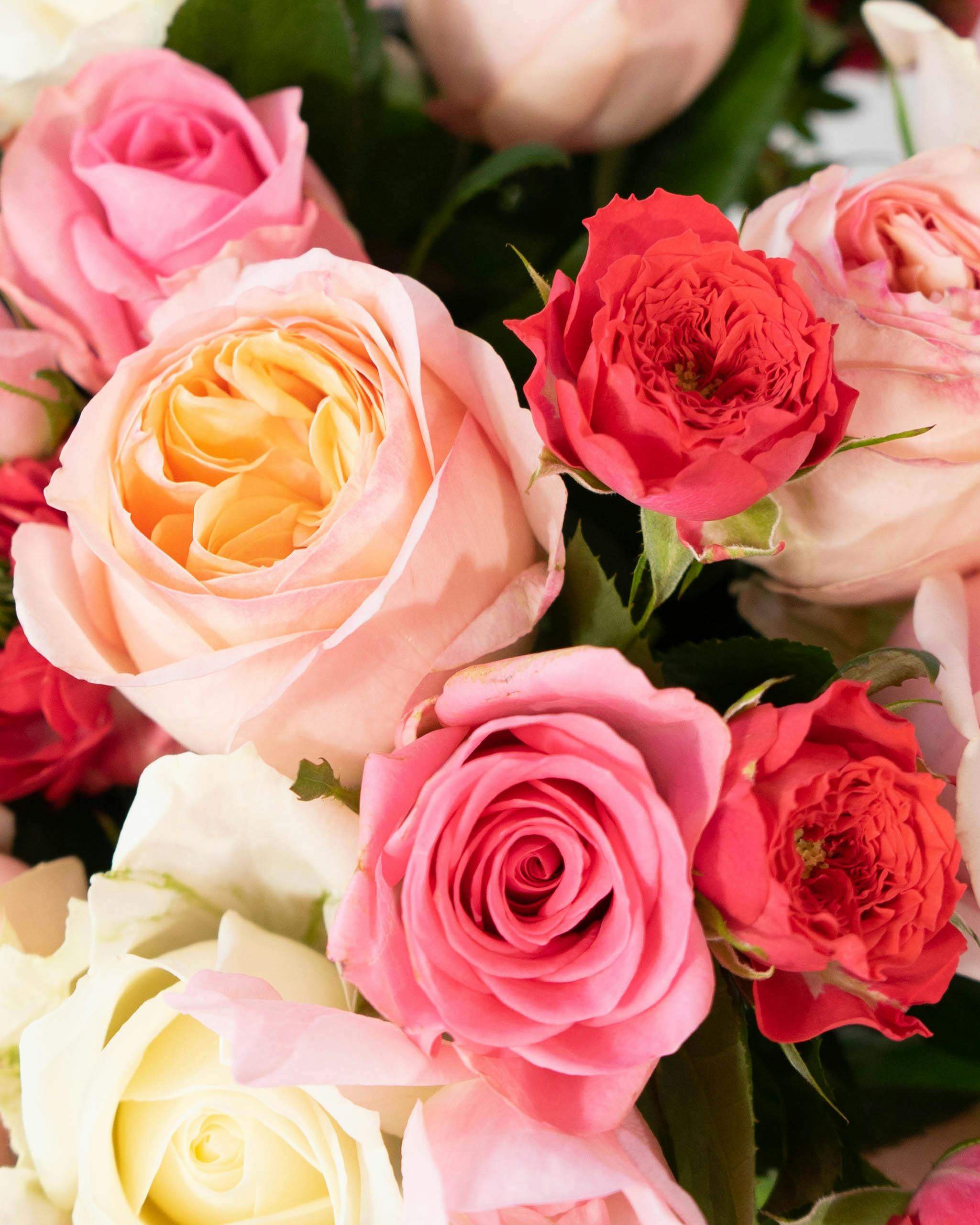 産地直送 バラ花束 ピンク系ミックス（30本入り）／愛知 榊原薔薇園