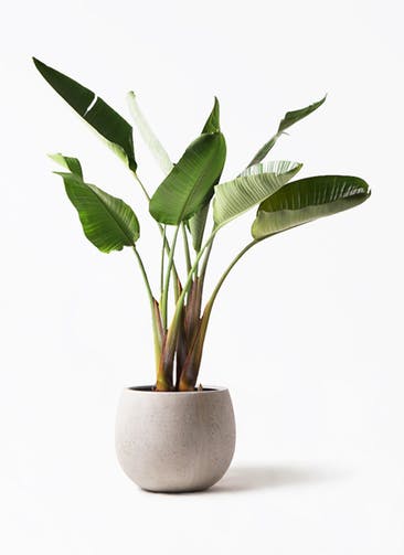 観葉植物 オーガスタ 8号 テラニアス ローバルーン アンティークホワイト 付き