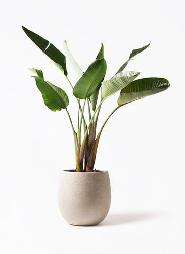 観葉植物 オーガスタ 8号 テラニアス バルーン アンティークホワイト 付き