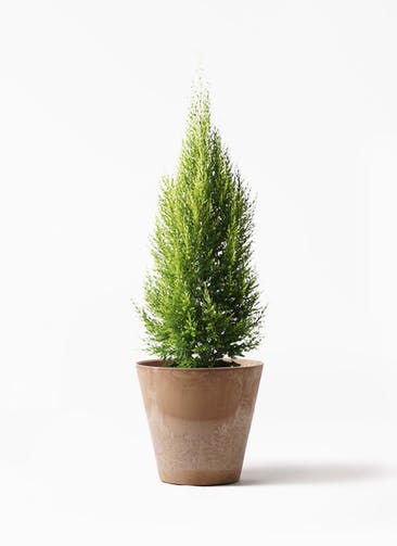 ゴールドクレスト 観葉植物通販hitohana ひとはな ゴールドクレスト 観葉植物通販hitohana ひとはな
