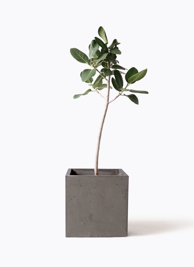 フィカス ベンガレンシス 8号 | 観葉植物通販 Hitohana（ひとはな）