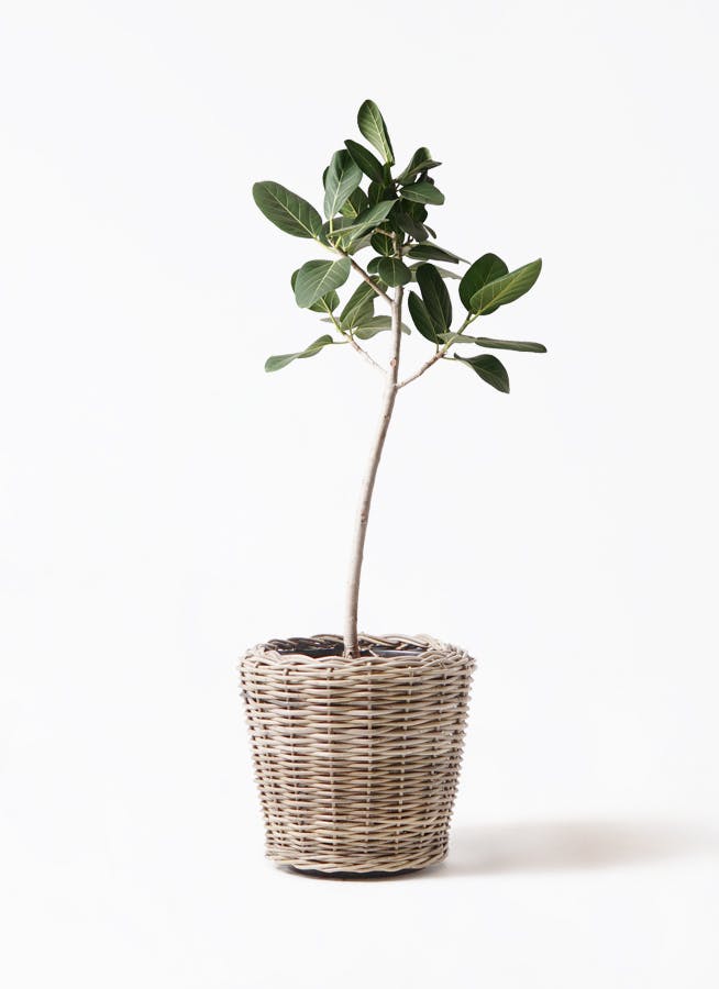 フィカス ベンガレンシス 8号 | 観葉植物通販 Hitohana（ひとはな）