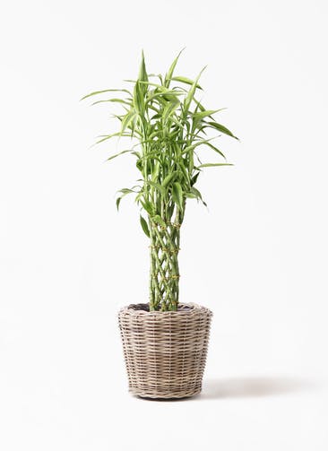 観葉植物 ドラセナ ミリオンバンブー（幸運の竹） 8号 モンデリック ラタン 付き