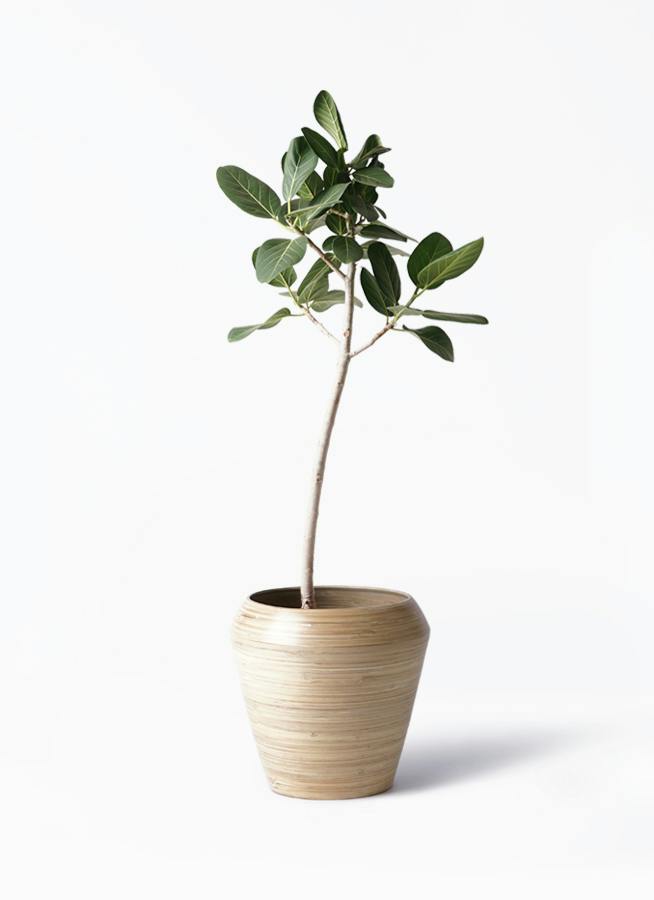 フィカス ベンガレンシス ストレート | 観葉植物 | 送料無料でお届け