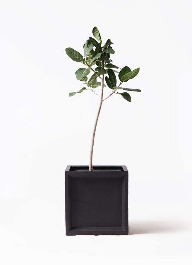 フィカス ベンガレンシス 8号 | 観葉植物通販 Hitohana（ひとはな）