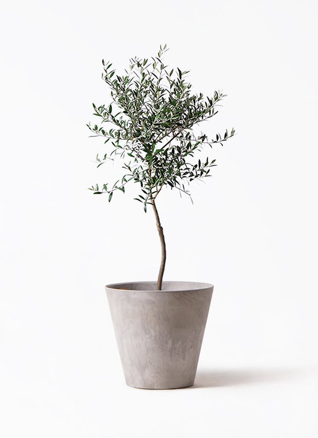 オリーブの木 約1.2m 生育中 白ポット オリーブの木 7号 | 観葉植物 | 送料無料でお届け - Hitohana