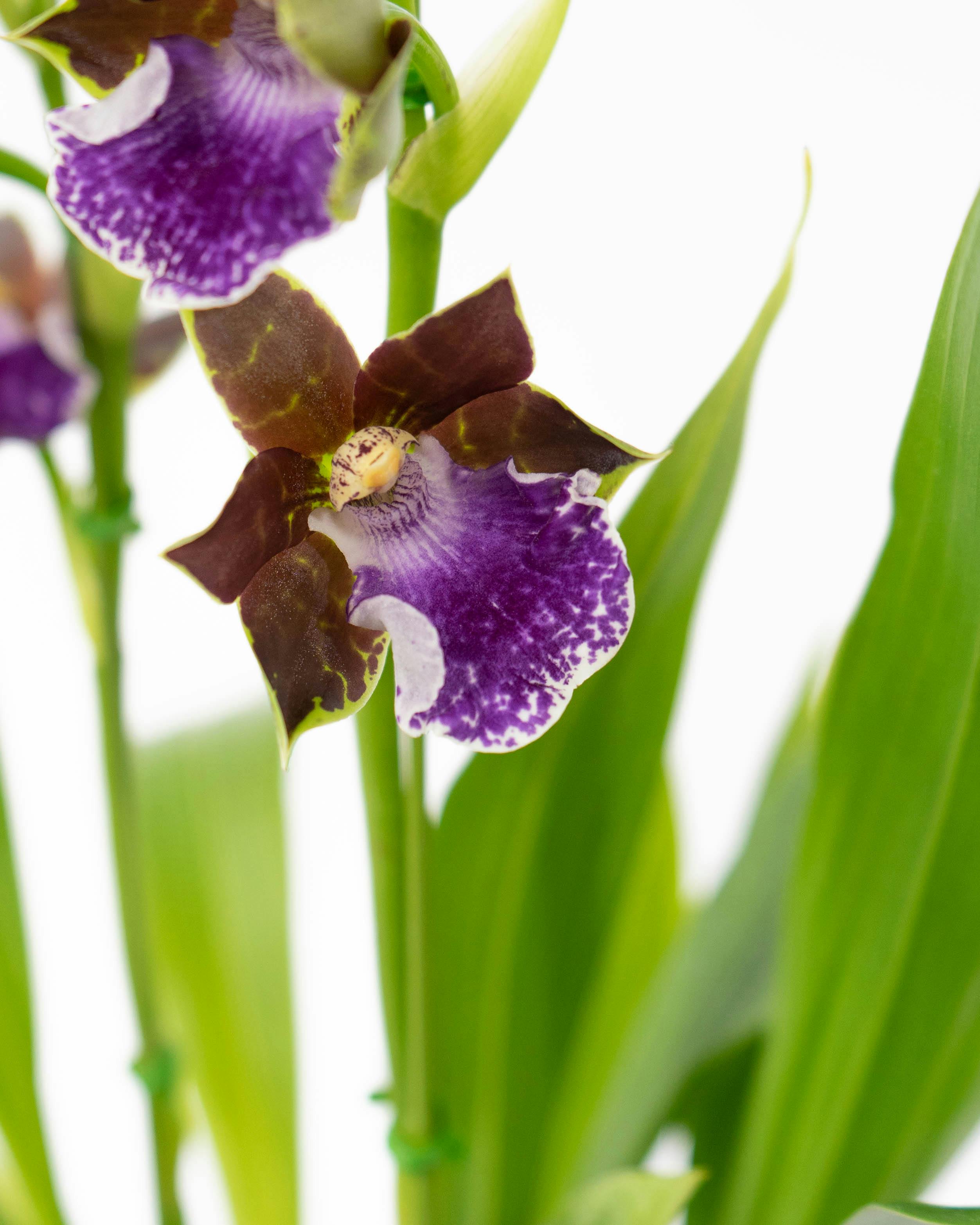 HitoHana（ひとはな）｜洋蘭 | 洋蘭・東洋蘭ならHitoHana(ひとはな)