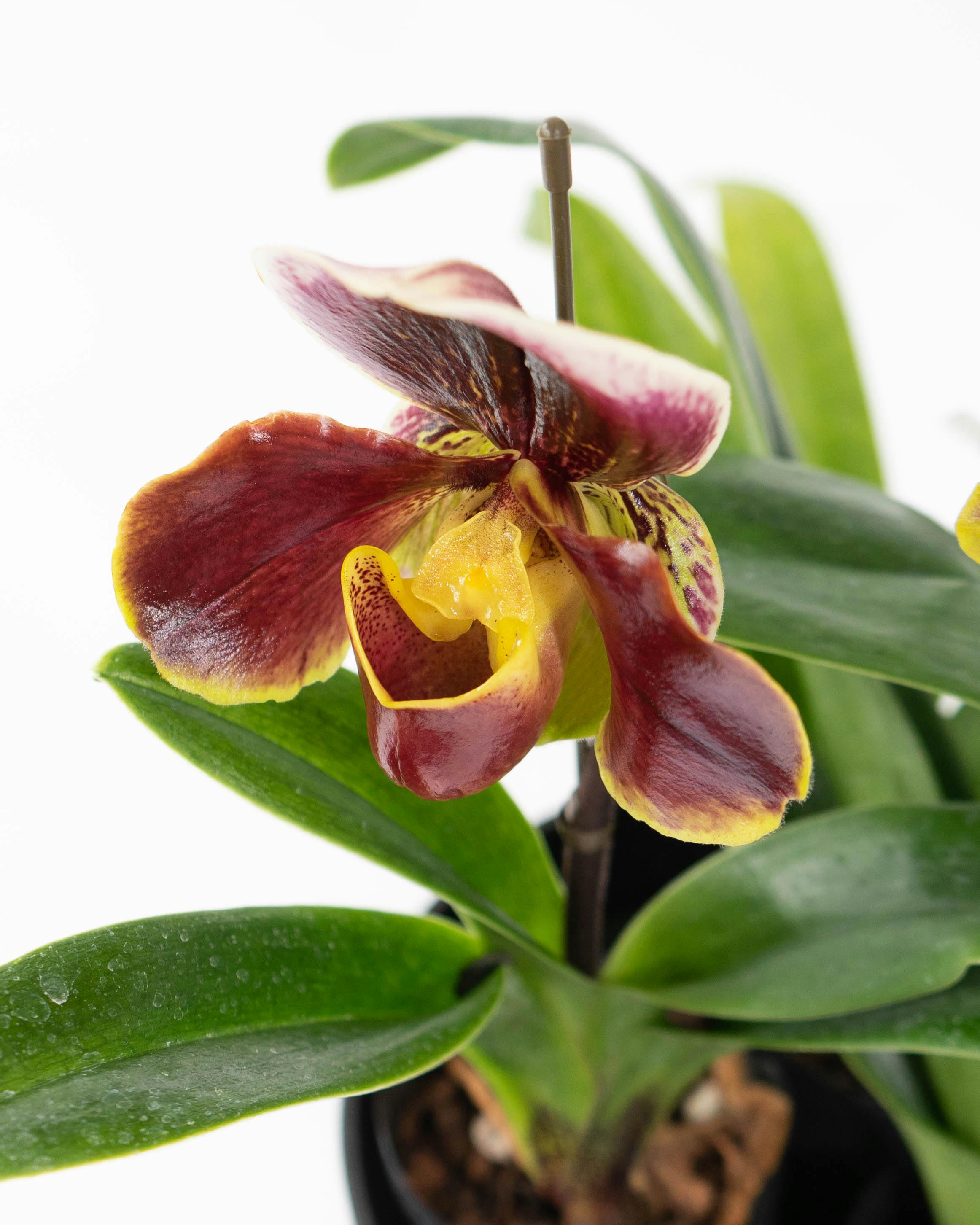 HitoHana（ひとはな）｜洋蘭 | 洋蘭・東洋蘭ならHitoHana(ひとはな)