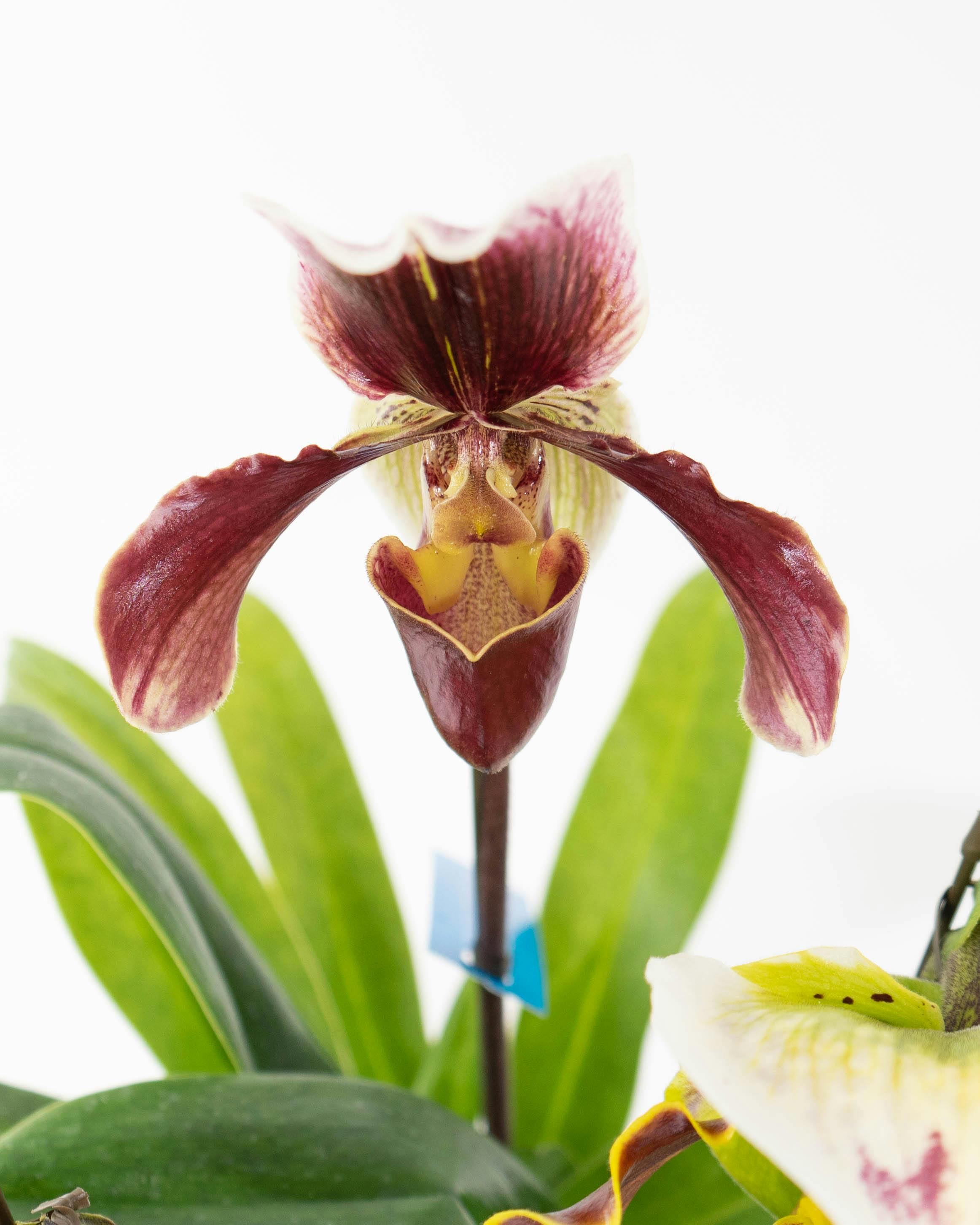 HitoHana（ひとはな）｜洋蘭 | 洋蘭・東洋蘭ならHitoHana(ひとはな)