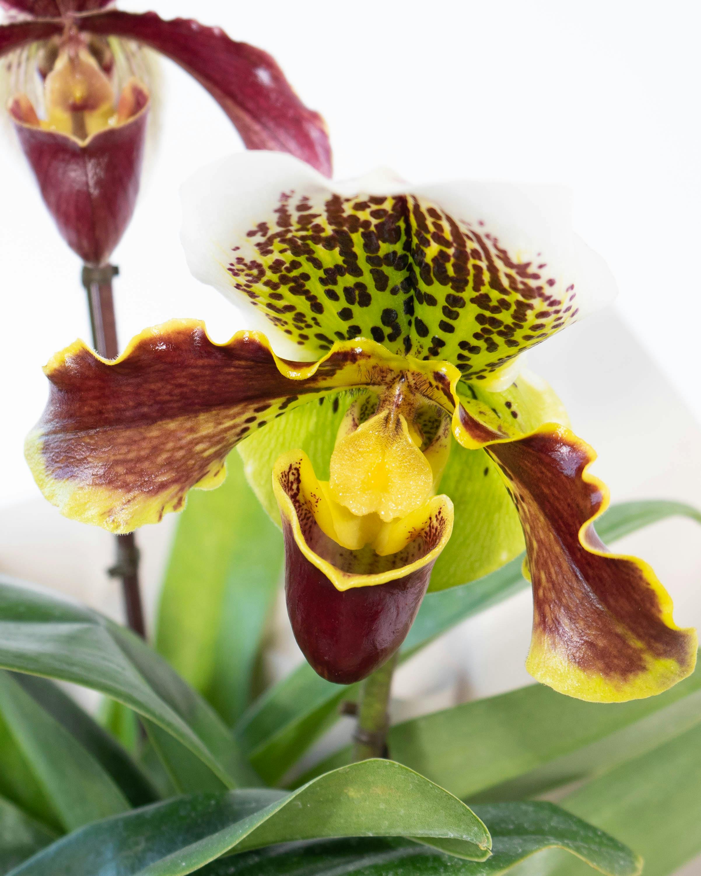 HitoHana（ひとはな）｜洋蘭 | 洋蘭・東洋蘭ならHitoHana(ひとはな)