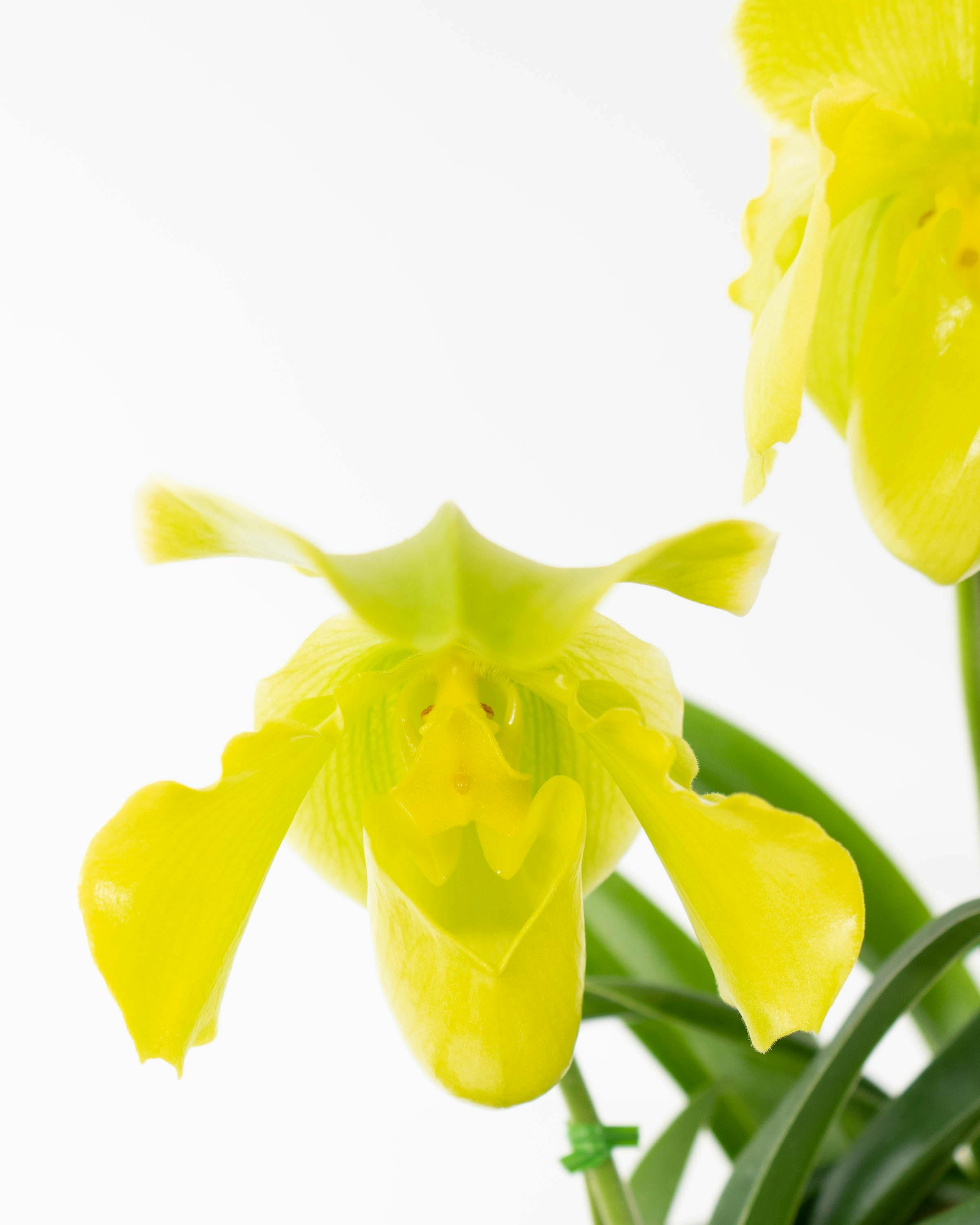 HitoHana（ひとはな）｜洋蘭 | 洋蘭・東洋蘭ならHitoHana(ひとはな)