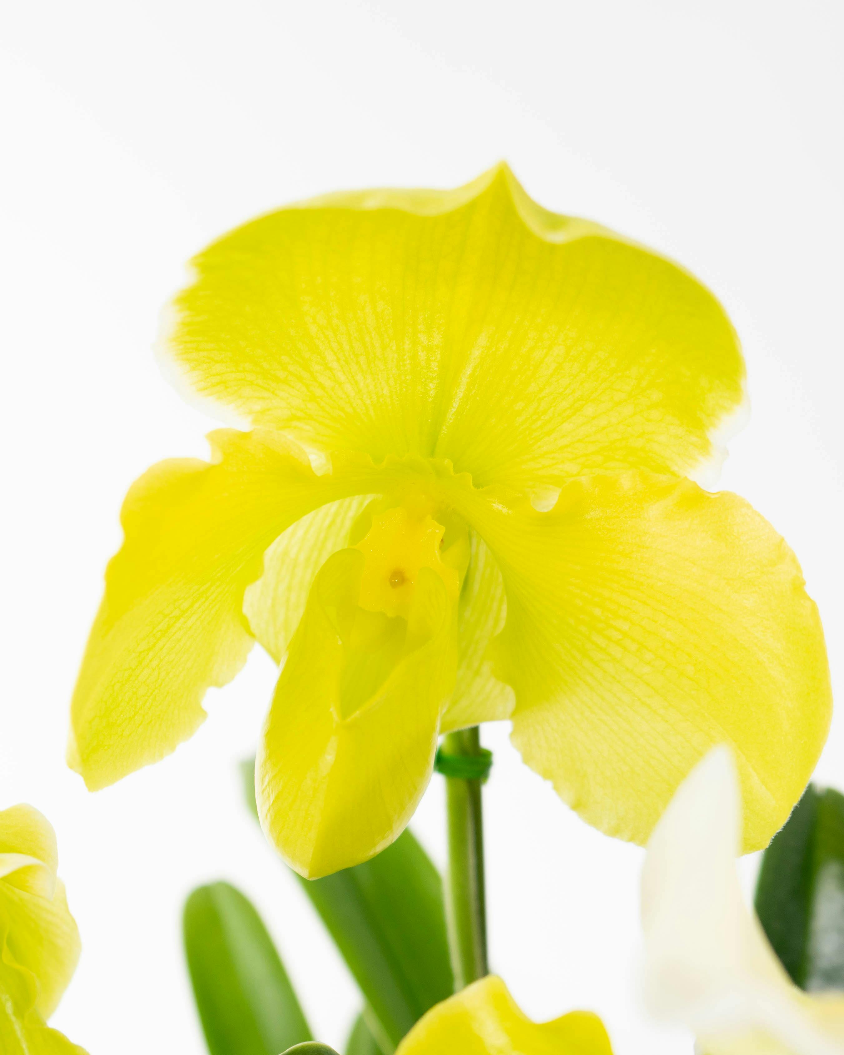 HitoHana（ひとはな）｜洋蘭 | 洋蘭・東洋蘭ならHitoHana(ひとはな)