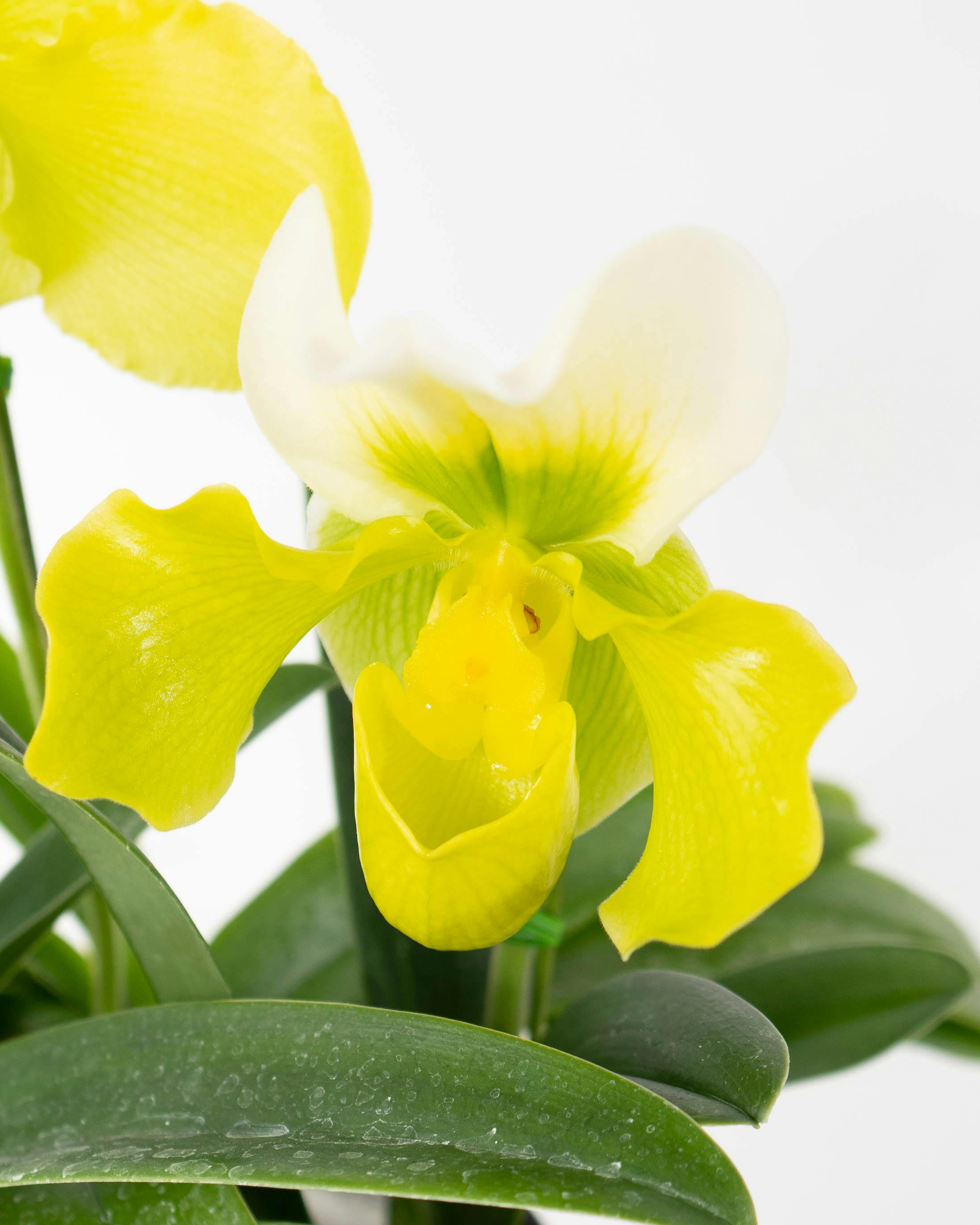 HitoHana（ひとはな）｜洋蘭 | 洋蘭・東洋蘭ならHitoHana(ひとはな)