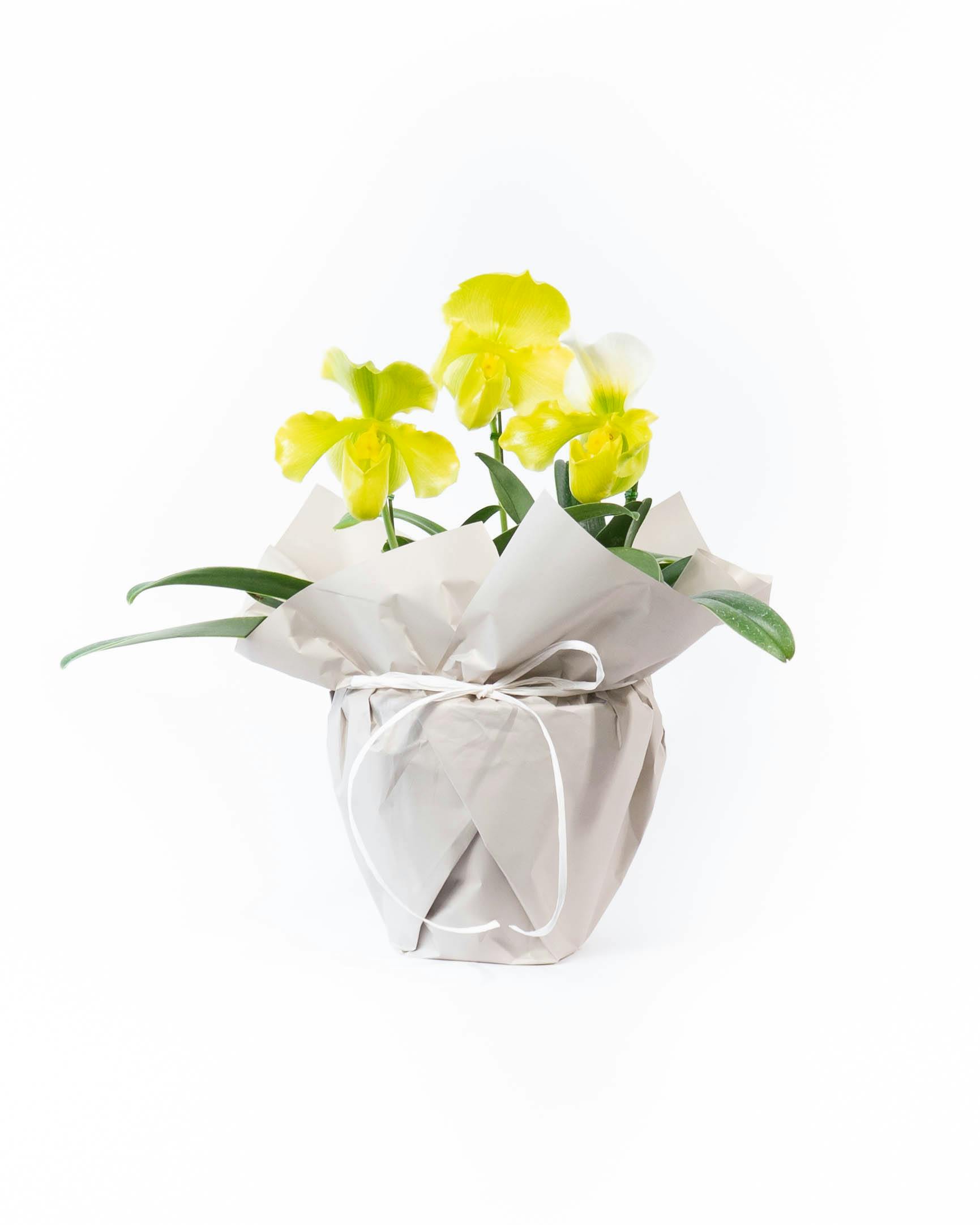 HitoHana（ひとはな）｜洋蘭 | 洋蘭・東洋蘭ならHitoHana(ひとはな)