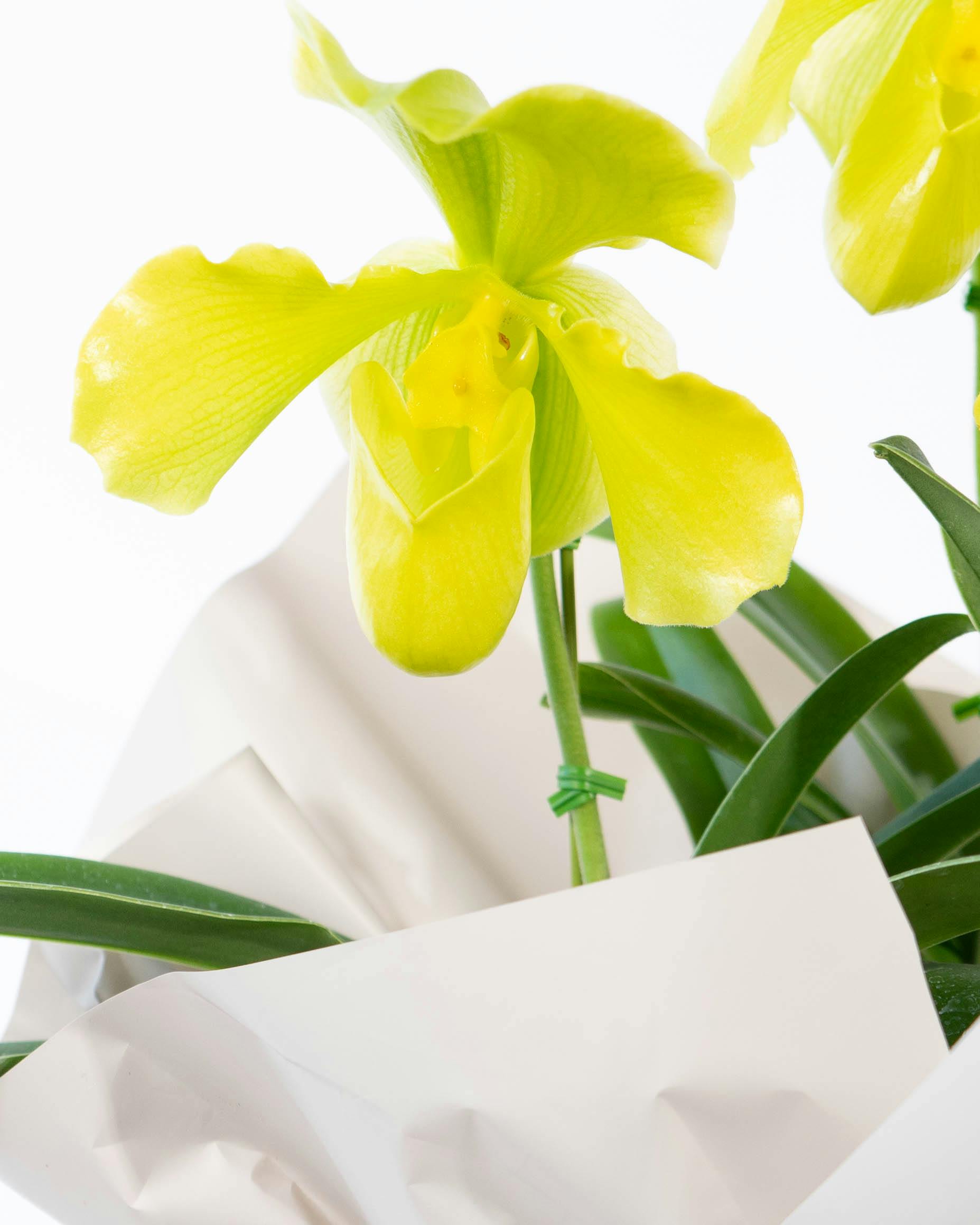 HitoHana（ひとはな）｜洋蘭 | 洋蘭・東洋蘭ならHitoHana(ひとはな)