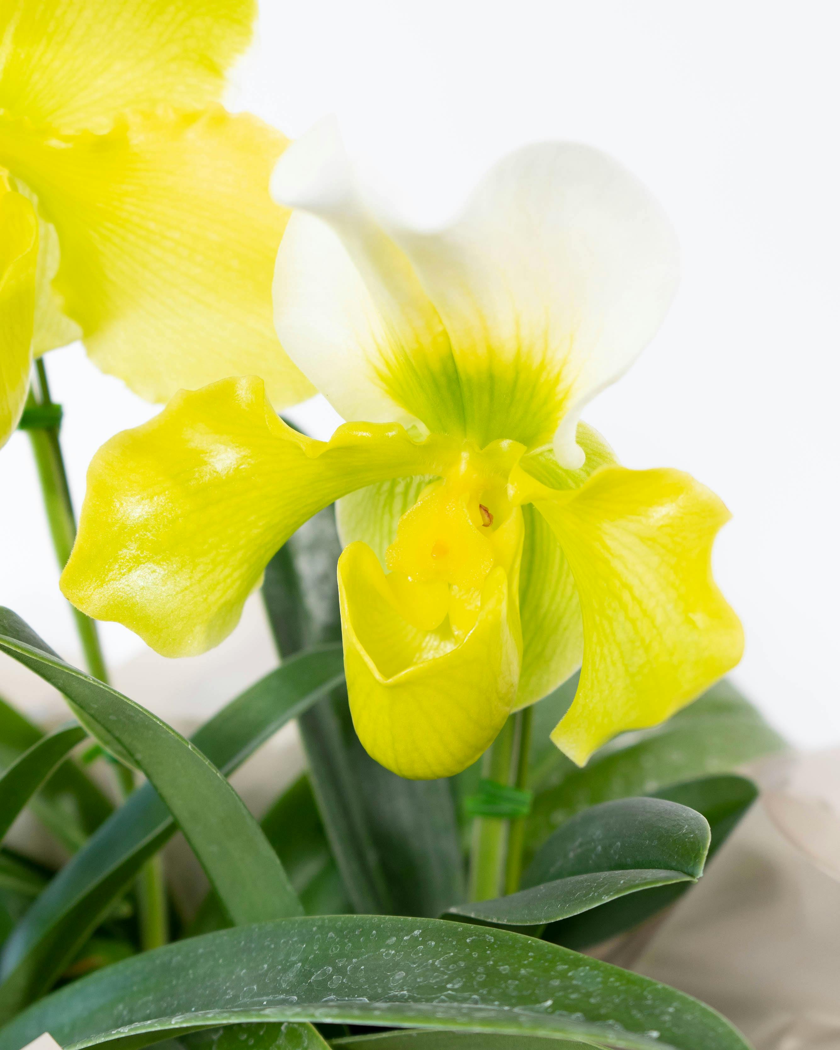 洋蘭 6ポット 胡蝶蘭 パフィオペディルム オンシジューム HitoHana