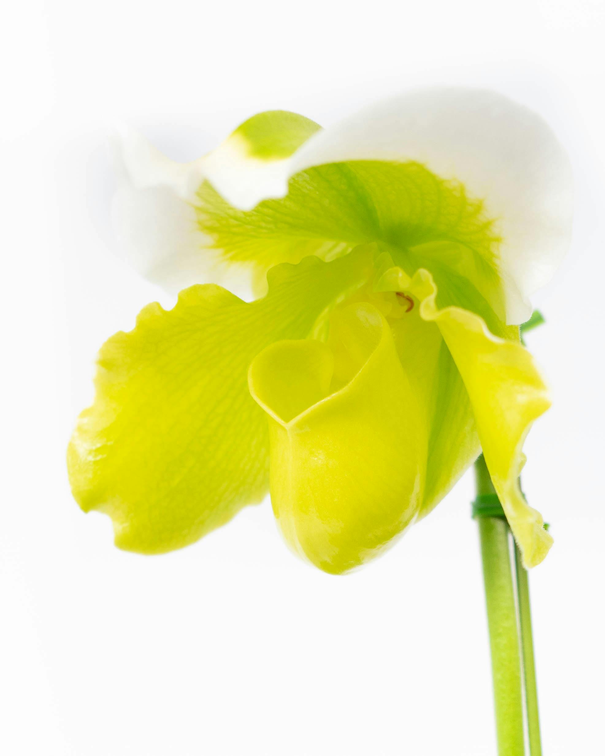 HitoHana（ひとはな）｜洋蘭 | 洋蘭・東洋蘭ならHitoHana(ひとはな)