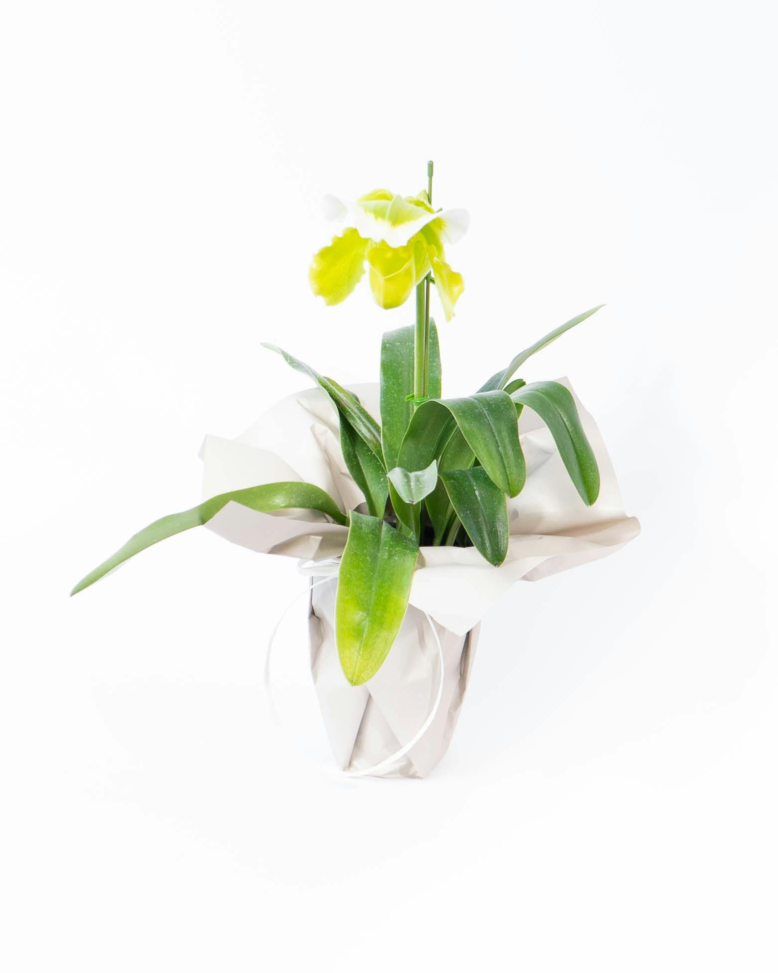 HitoHana（ひとはな）｜洋蘭 | 洋蘭・東洋蘭ならHitoHana(ひとはな)