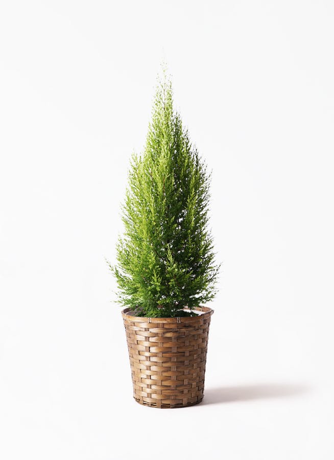 観葉植物 ゴールドクレスト8号 ノーマル 竹バスケット 付き 観葉植物ならhitohana ひとはな 観葉植物 ゴールドクレスト8号 ノーマル 竹バスケット 付き 観葉植物ならhitohana ひとはな