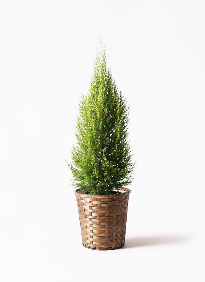 ゴールドクレスト 8号 | 観葉植物通販HitoHana(ひとはな)