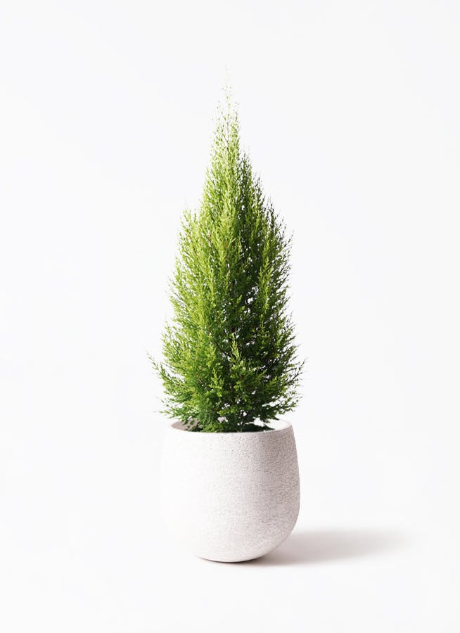 ゴールドクレスト 8号 | 観葉植物通販HitoHana(ひとはな)