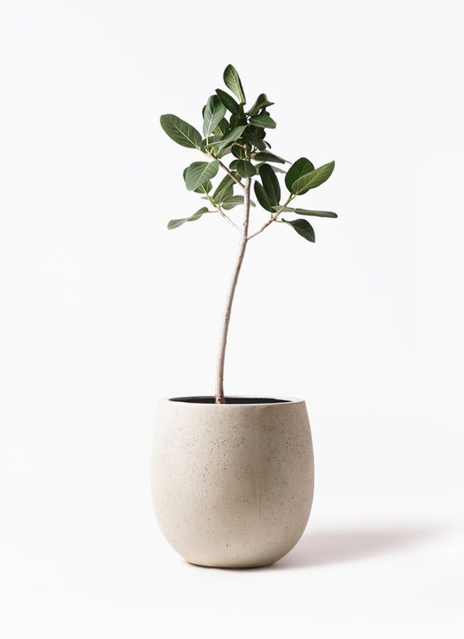 フィカス ベンガレンシス 8号 | 観葉植物通販 Hitohana（ひとはな）