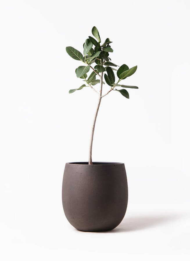 フィカス ベンガレンシス 8号 | 観葉植物通販 Hitohana（ひとはな）