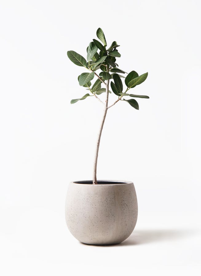 フィカス ベンガレンシス 8号 | 観葉植物通販 Hitohana（ひとはな）