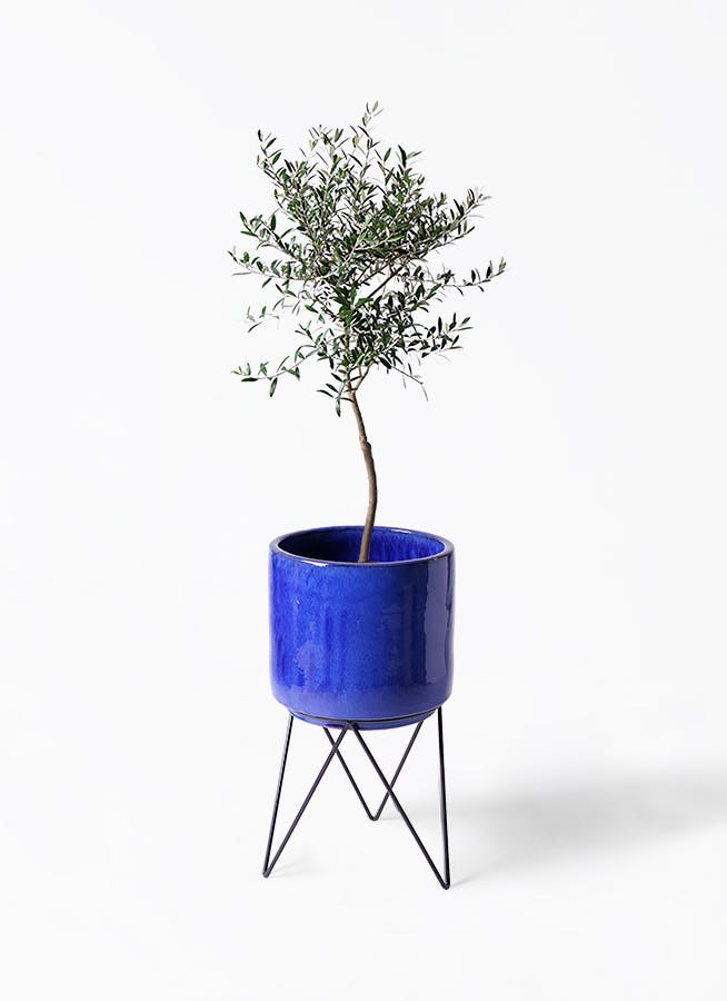 観葉植物 オリーブ 7号 創樹 ビトロ エンデカ ブルー アイアンポット 