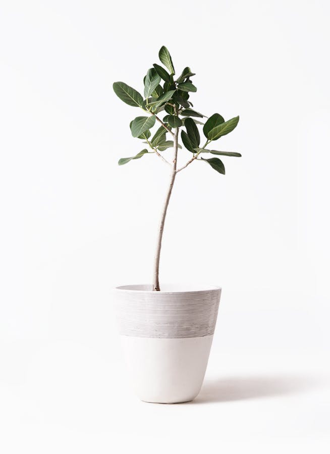 フィカス ベンガレンシス 8号 | 観葉植物通販 Hitohana（ひとはな）