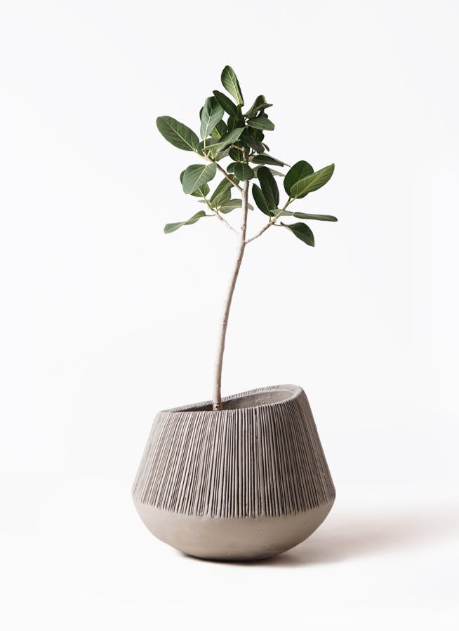 【観葉植物】フィカス・ベンガレンシス（8号） 観葉植物 フィカス ベンガレンシス 8号 曲り ライム ドゥオ