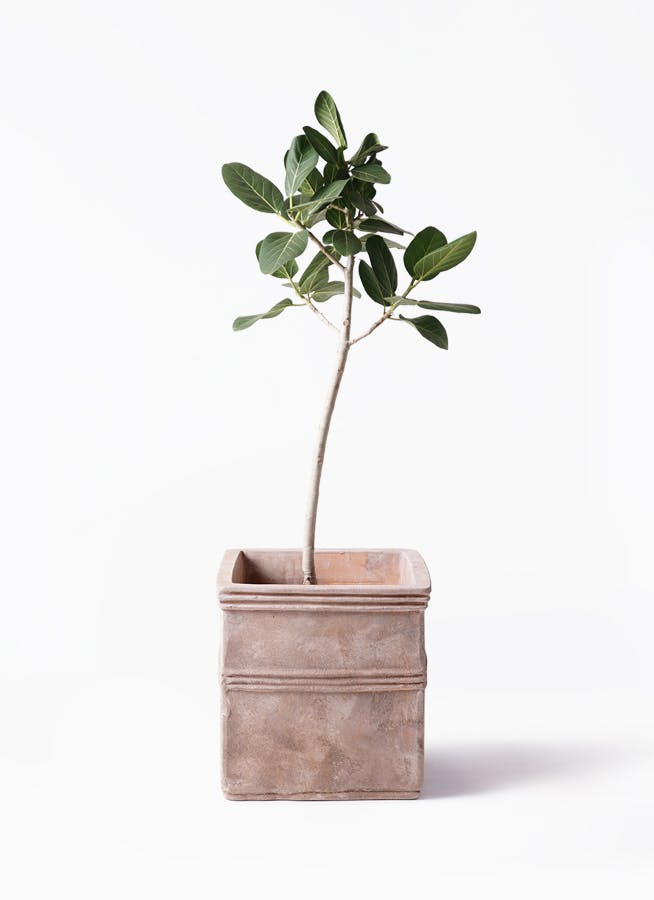 フィカス ベンガレンシス 8号 | 観葉植物通販 Hitohana（ひとはな）
