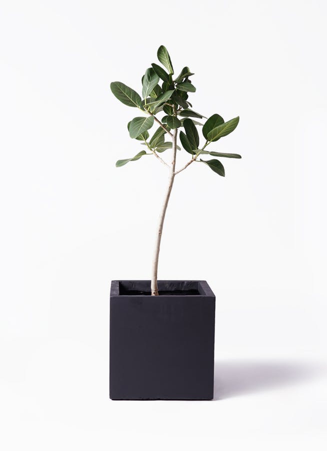 ［現品］☆人気☆ 84番　フィカス　ベンガレンシス　8号　観葉植物　室内　大型 観葉植物 フィカス ベンガレンシス 8号 曲り ベータ キューブ