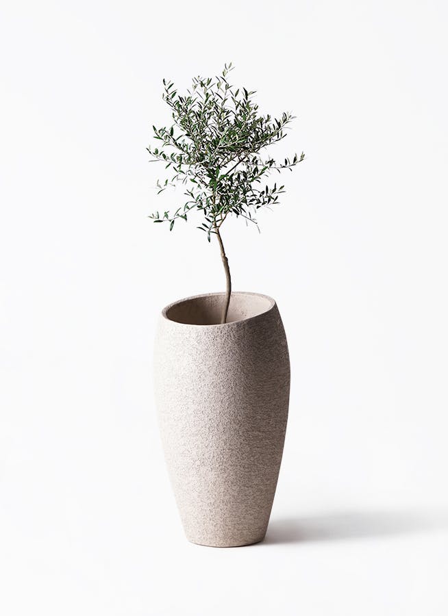 観葉植物 オリーブの木 8号 コラティーナ (コラチナ) エコストーン