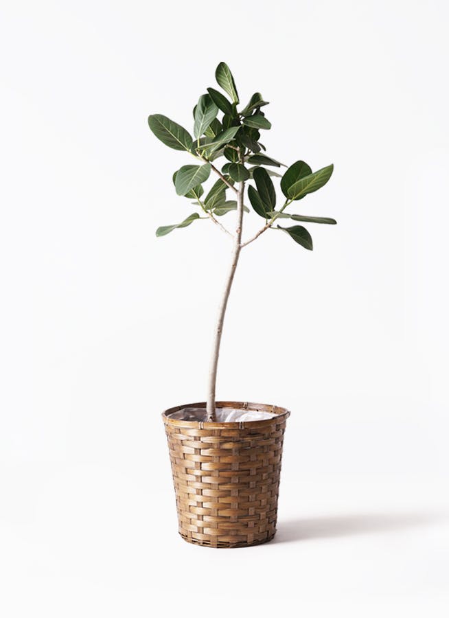 ［現品］☆人気☆ 84番　フィカス　ベンガレンシス　8号　観葉植物　室内　大型 フィカス ベンガレンシス 8号 | 観葉植物通販 Hitohana（ひとはな）