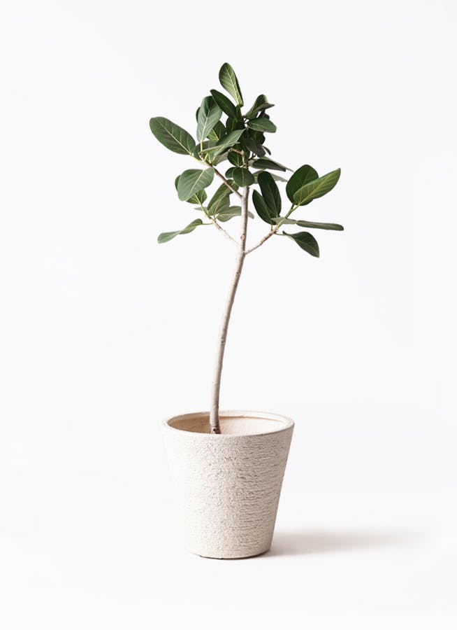 フィカス・ベンガレンシス 130cm S-shaped tree form 8号 【公式通販】