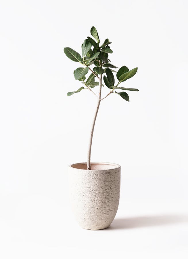 観葉植物 フィカス ベンガレンシス 8号 ストレート ビアスアルトエッグ