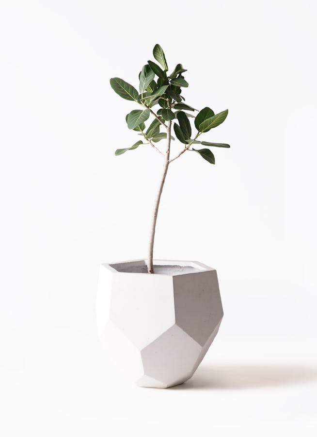 フィカス ベンガレンシス 8号 | 観葉植物通販 Hitohana（ひとはな）