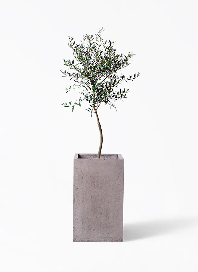 オリーブの木 7号 | 観葉植物 | 送料無料でお届け - Hitohana（ひとはな） 