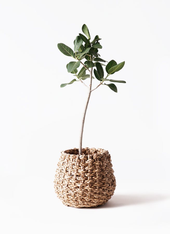 螺旋状ベンガレンシス　8号　140センチ　現品 フィカス ベンガレンシス 8号 | 観葉植物通販 Hitohana（ひとはな）