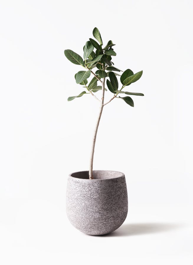 フィカス ベンガレンシス ストレート | 観葉植物 | 送料無料でお