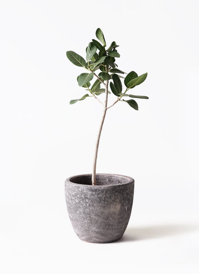 フィカス ベンガレンシス 8号 | 観葉植物通販 Hitohana（ひとはな）