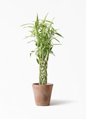観葉植物 ドラセナ ミリオンバンブー（幸運の竹） 8号 ルーガ アンティコ ソリッド 付き