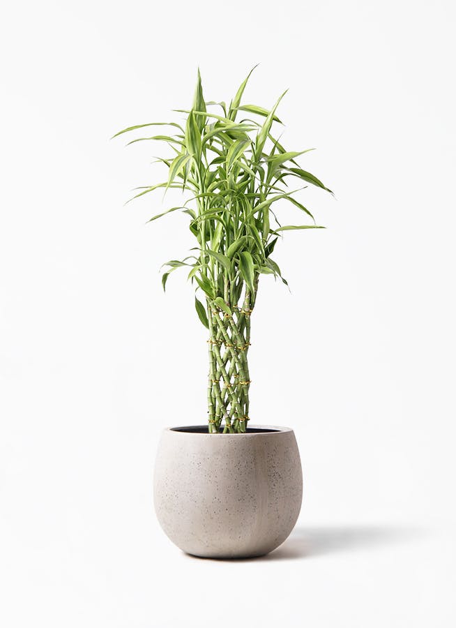 観葉植物 ドラセナ ミリオンバンブー（幸運の竹） 8号 テラニアス ローバルーン アンティークホワイト 付き