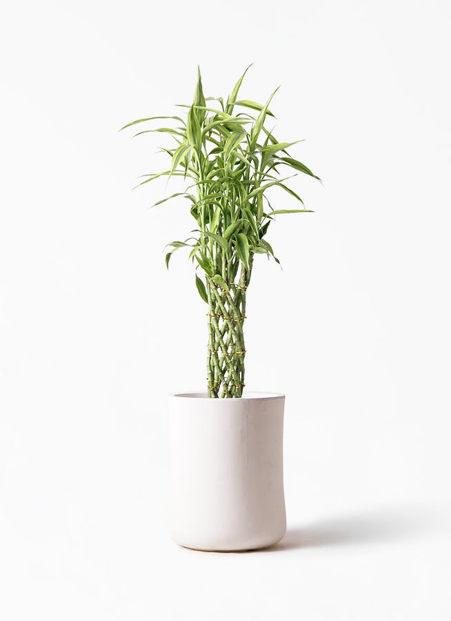 観葉植物 ドラセナ ミリオンバンブー（幸運の竹） 8号 バスク ミドル ホワイト 付き