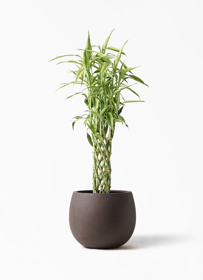 観葉植物 ドラセナ ミリオンバンブー（幸運の竹） 8号 テラニアス ローバルーン アンティークブラウン 付き