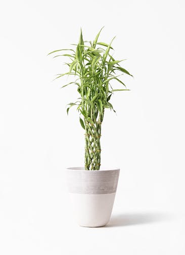 観葉植物 ドラセナ ミリオンバンブー（幸運の竹） 8号 ジュピター 白 付き