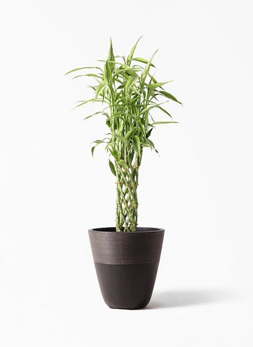 観葉植物 ドラセナ ミリオンバンブー（幸運の竹） 8号 ジュピター 黒 付き